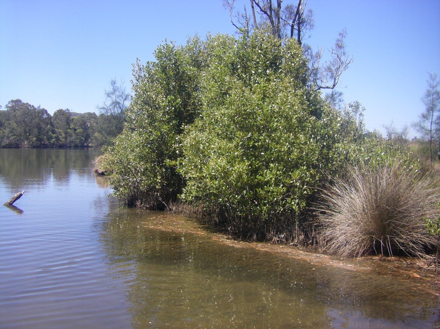 Cockle Creek inside bend