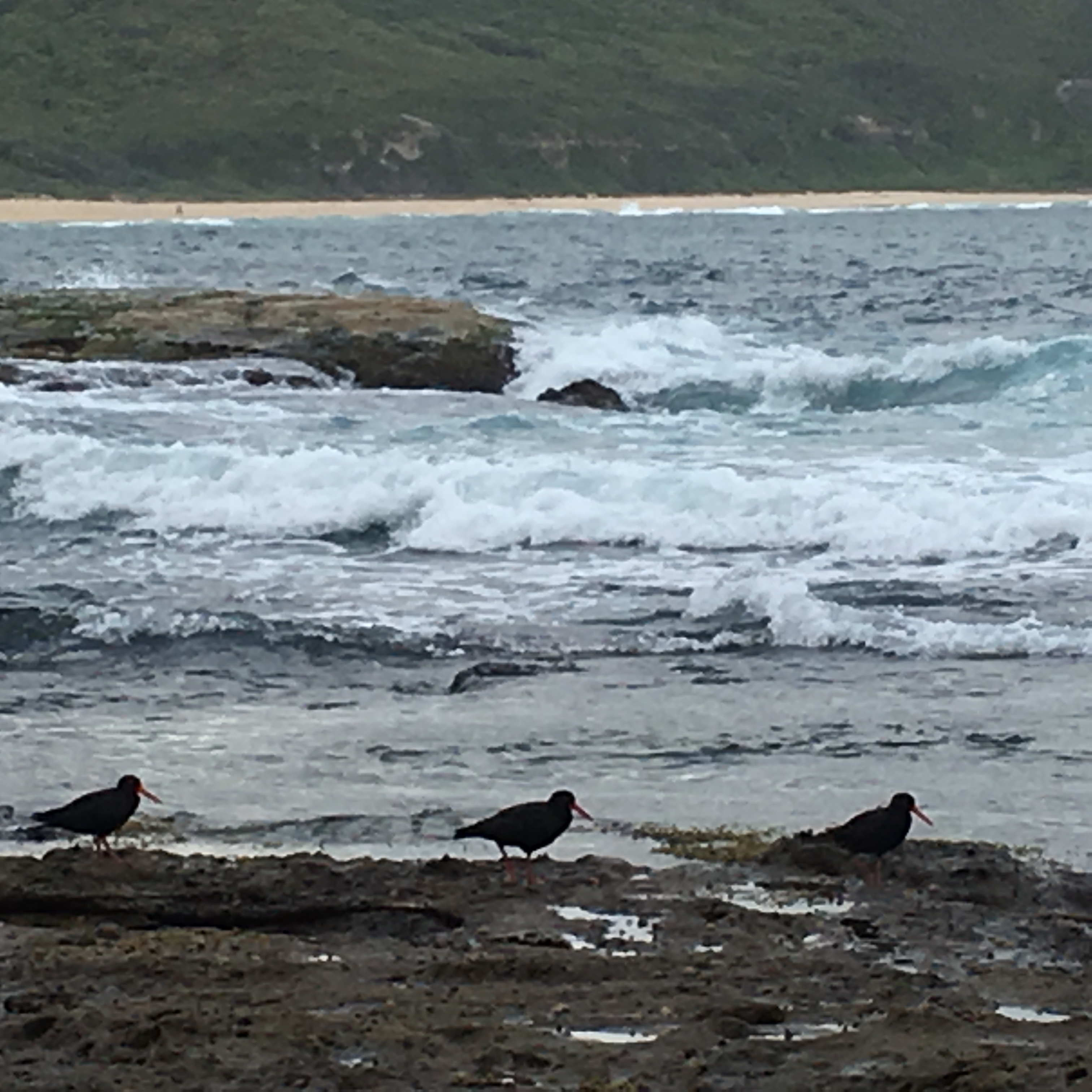 Sooty Oystercatchers at south Dudley Beach January 2017 - T. Cameron